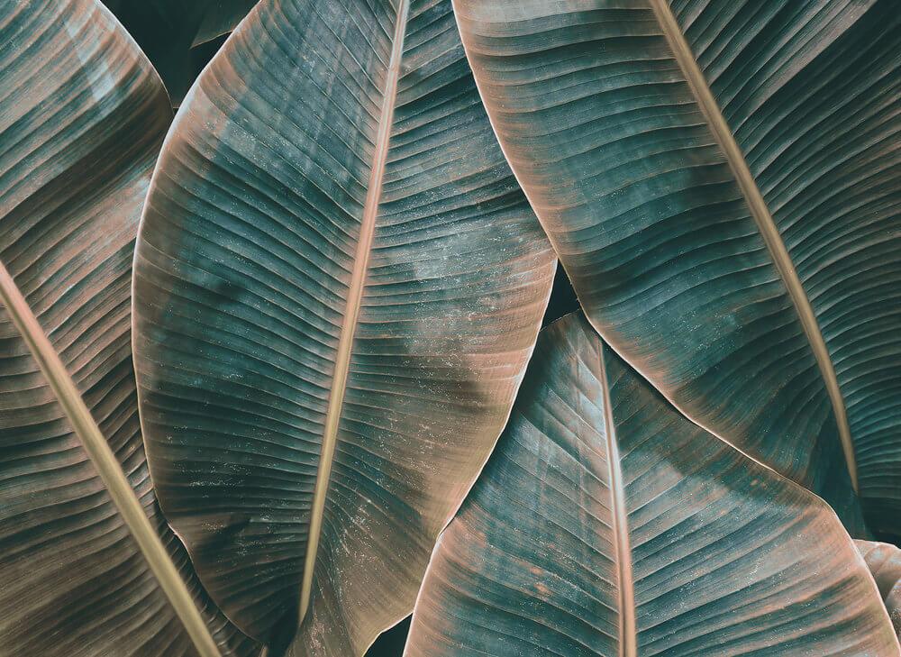 Foto tapeta - Banana Leaves 2 - 350 cm x 255 cm