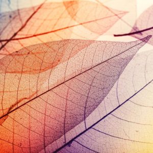 Foto tapeta - Limpid Leaf 1