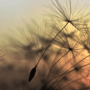 Foto tapeta - Flying Dandelion 2