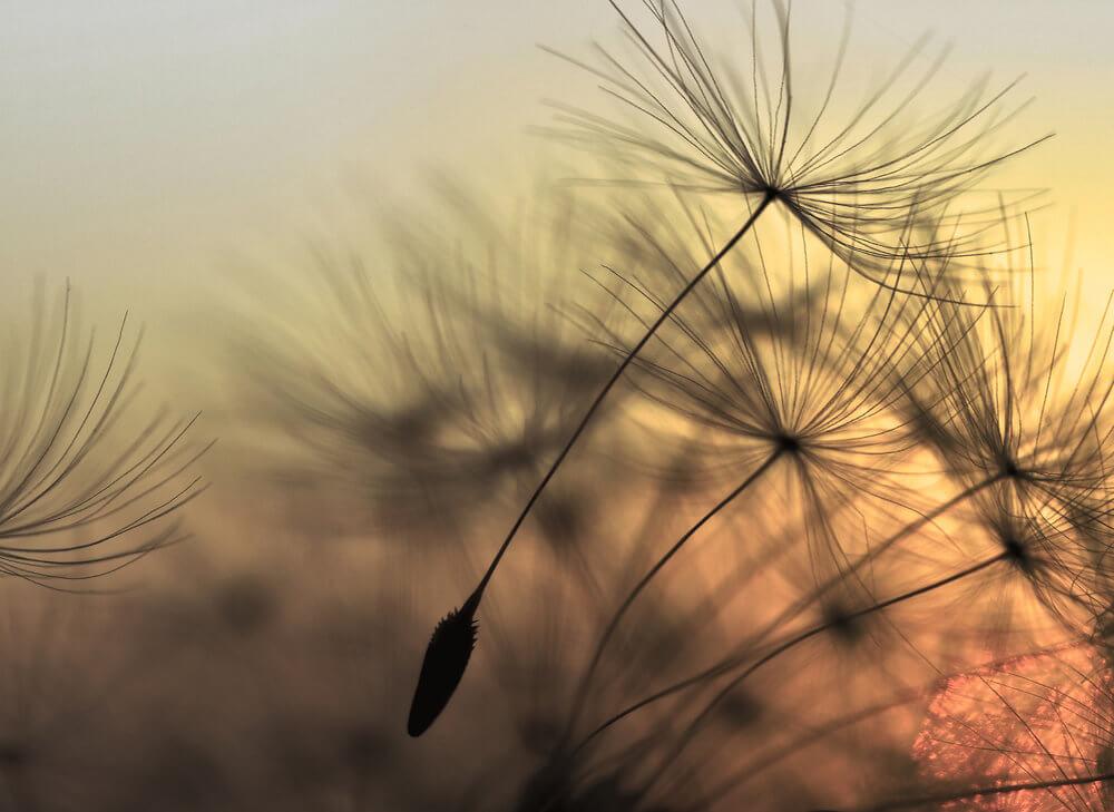 Foto tapeta - Flying Dandelion 2