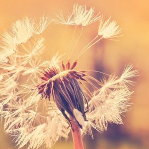 Foto tapeta - Dandelion 1