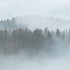 Foto tapeta - Misty Forest