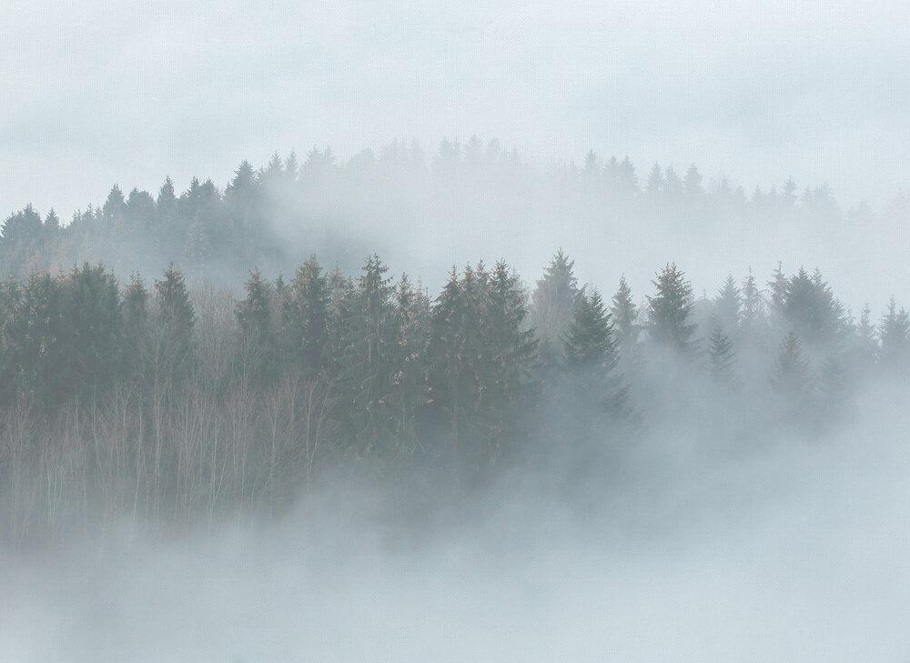 Foto tapeta - Misty Forest