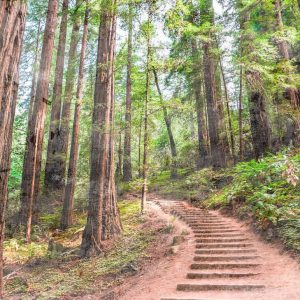 Foto tapeta - Forest Walk 1