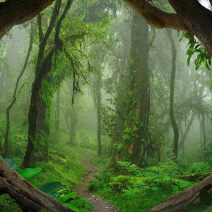 Foto tapeta - Tropical Forest