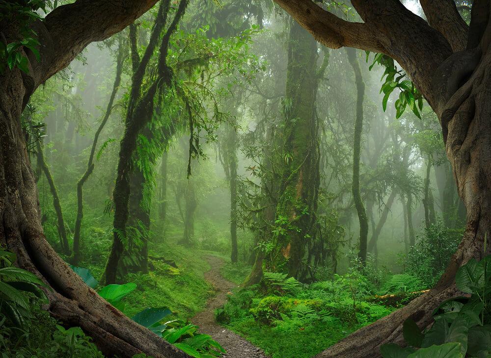 Foto tapeta - Tropical Forest