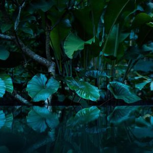 Foto tapeta - Tropical