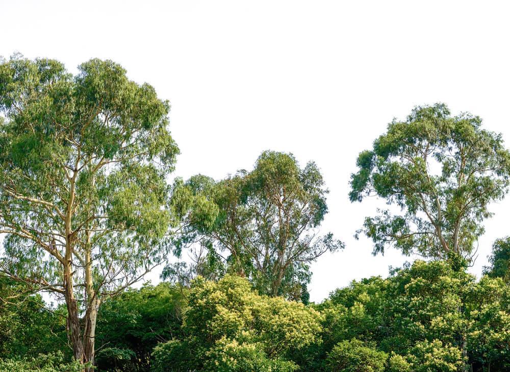 Foto tapeta - Treetop