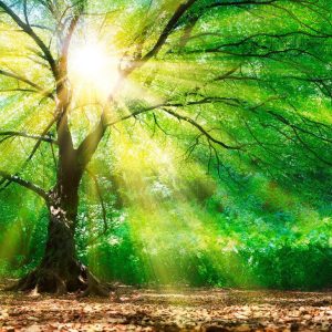 Foto tapeta - Forest Light