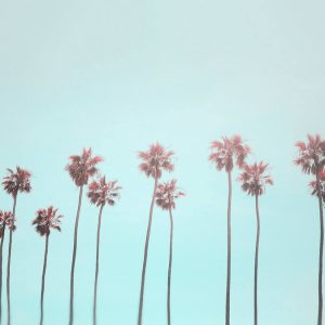 Livingwalls fototapeta - TropicalTrees DD119773