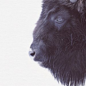 Livingwalls fototapeta - BlackBuffalo DD119797