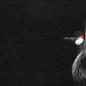 Livingwalls fototapeta - CrownedCraneBl DD119805