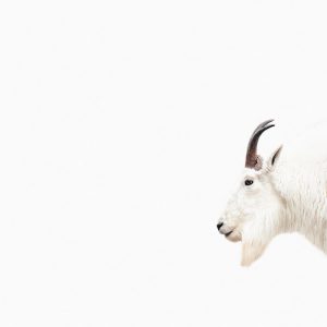 Livingwalls fototapeta - MountainGoat DD119809