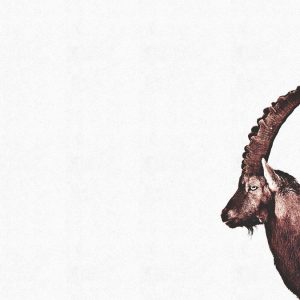 Livingwalls fototapeta - CapricornSnow DD119813