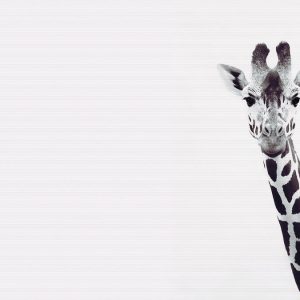 Livingwalls fototapeta - GiraffePotrait DD119817