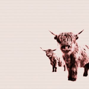 Livingwalls fototapeta - HighlandCows DD119829
