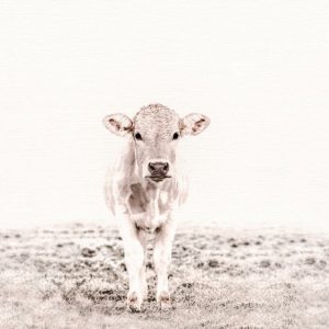 Livingwalls fototapeta - HighlandCattl3 DD119833