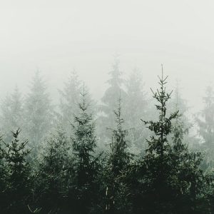 Livingwalls fototapeta - MountainForest DD119873