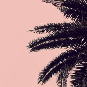 Livingwalls fototapeta - PalmTree DD119877