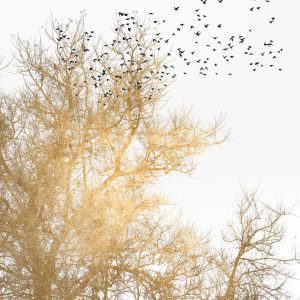 Livingwalls fototapeta - GoldenSkies DD119897