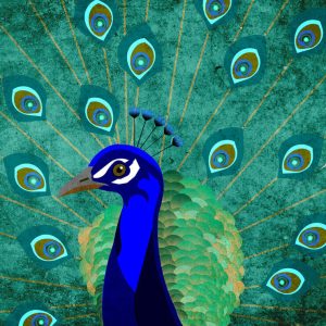 Livingwalls fototapeta - Peacock DD120045