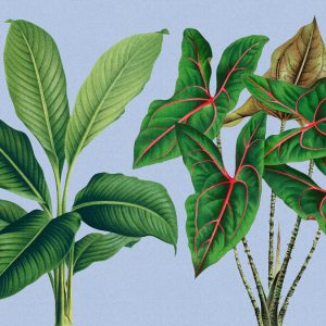 AS foto tapeta - Walls by Patel 3 - Leaf Garden 1