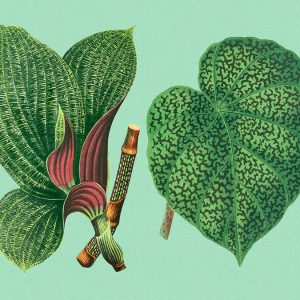 AS foto tapeta - Walls by Patel 3 - Leaf Garden 2