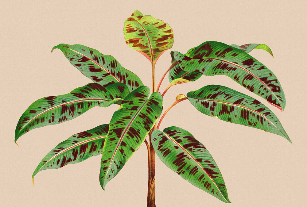 AS foto tapeta - Walls by Patel 3 - Leaf Garden 4