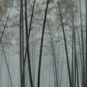 AS foto tapeta - Walls by Patel 3 - In The Bamboo1