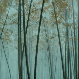 AS foto tapeta - Walls by Patel 3 - In The Bamboo3