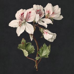 AS foto tapeta - Walls by Patel 3 - Midnightgarde1