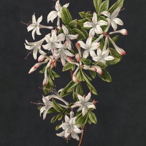 AS foto tapeta - Walls by Patel 3 - Midnightgarde2