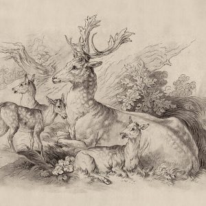 AS foto tapeta - Walls by Patel 3 - On The Grass 1