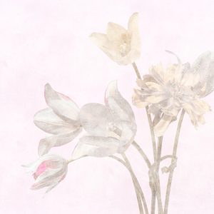 AS foto tapeta - Walls by Patel 3 - Morning Room 1