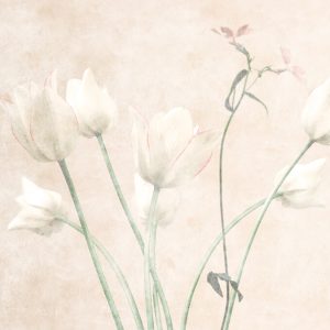 AS foto tapeta - Walls by Patel 3 - Morning Room 3