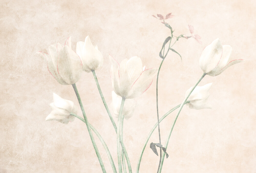 AS foto tapeta - Walls by Patel 3 - Morning Room 3