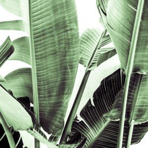 Alternative view of Foto tapeta Designwalls 2 - PalmFronds2   (Palmovi Listovi 2)