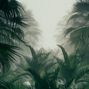 Foto tapeta Designwalls 2 - PalmForest    (Palm Gozd)