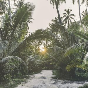Foto tapeta Designwalls 2 - TropicalPalm  (Tropska Palma)