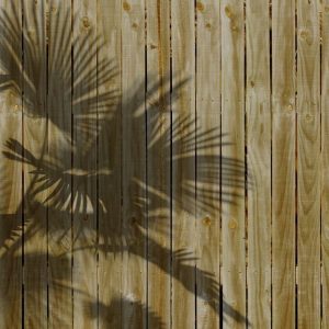 Foto tapeta Designwalls 2 - ShadeOfPalm1  (Senca Palme1)