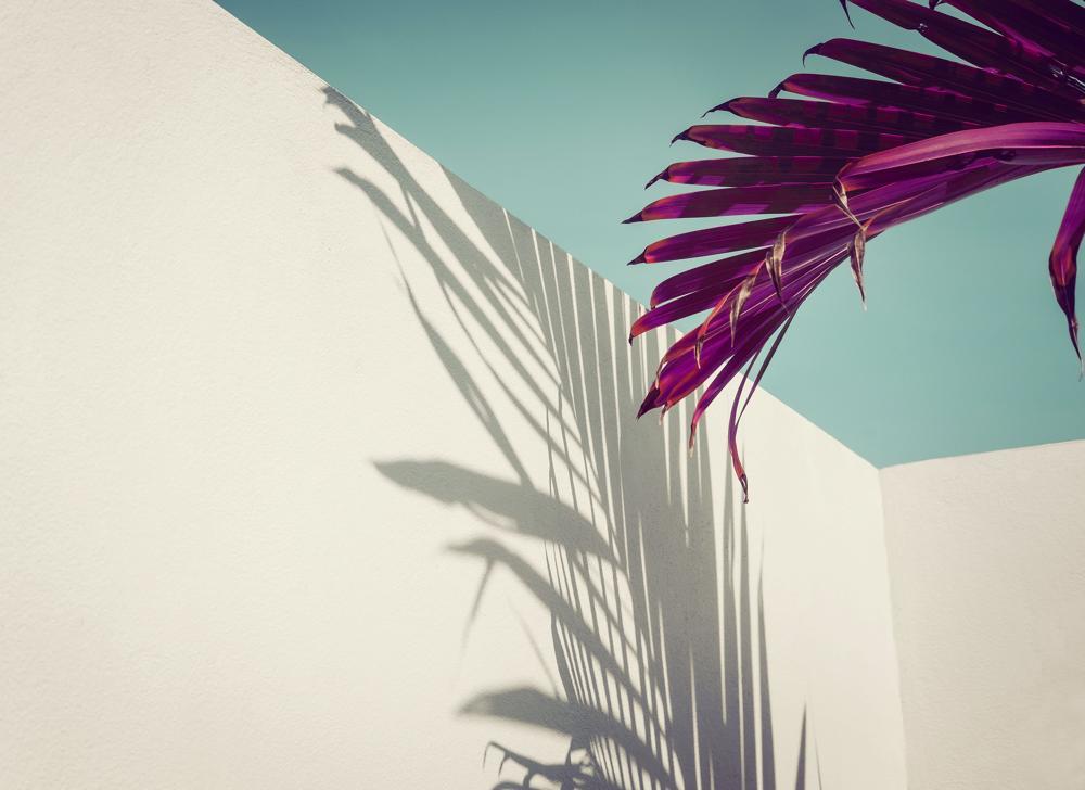 Foto tapeta Designwalls 2 - PurplePalm (Vijolična Palma)