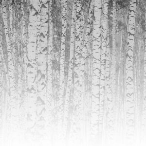 Foto tapeta Designwalls 2 - BirchForest1  (Brezov Gozd 1)