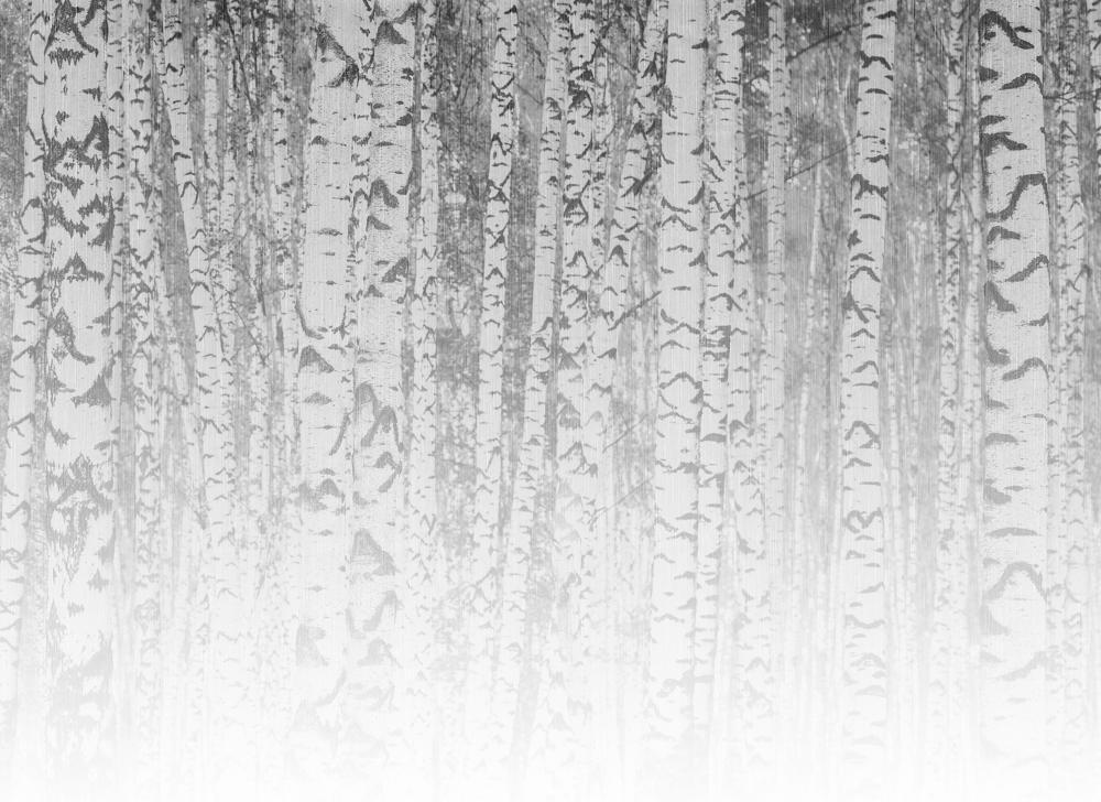 Foto tapeta Designwalls 2 - BirchForest1 (Brezov Gozd 1)