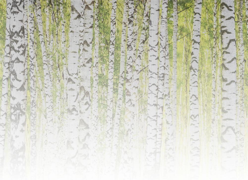 Foto tapeta Designwalls 2 - BirchForest2 (Brezov Gozd 2)