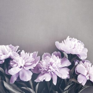 Foto tapeta Designwalls 2 - PinkPeonies (Roza Potonike)