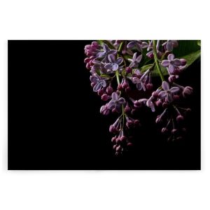 Slika na platnu Designwalls 2 - DarkFlowers1 (Temne Rože1)