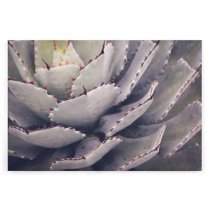 Slika na platnu Designwalls 2 - Cactusplant (Kaktus Rastlina)