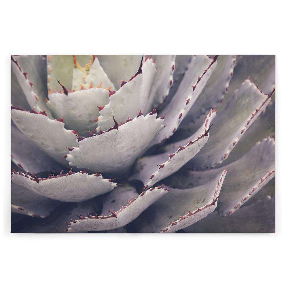 Slika na platnu Designwalls 2 - Cactusplant (Kaktus Rastlina)