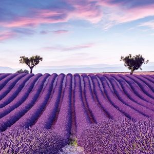 MARBURG tapeta  - Gloockler Pompoos Provence 35643M