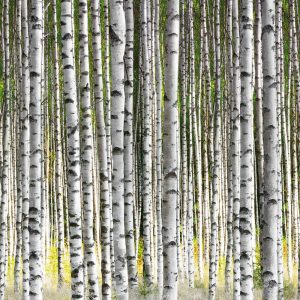 MARBURG tapeta - SMART ART EASY